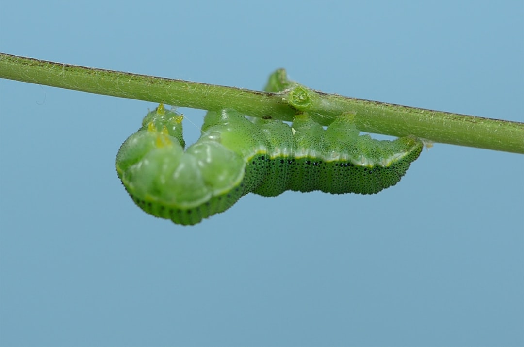 Cabbage Worms Bug