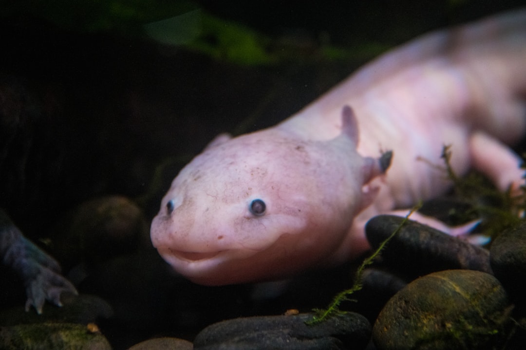 Axolotl Animal