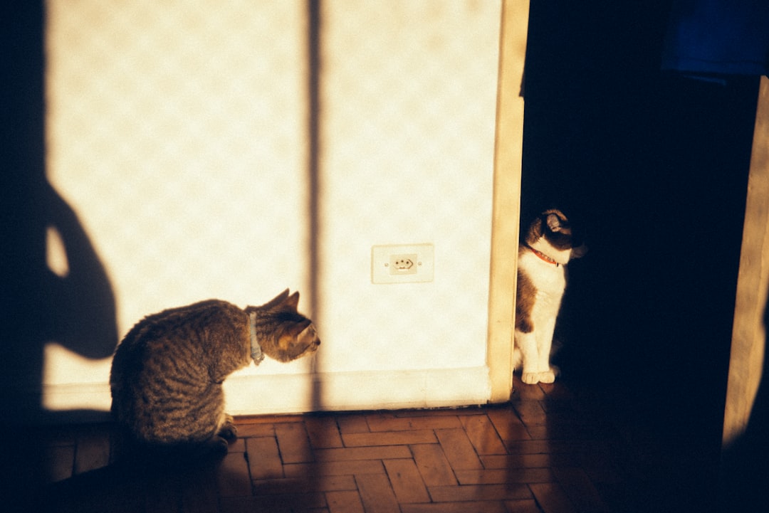 Knocking Cat