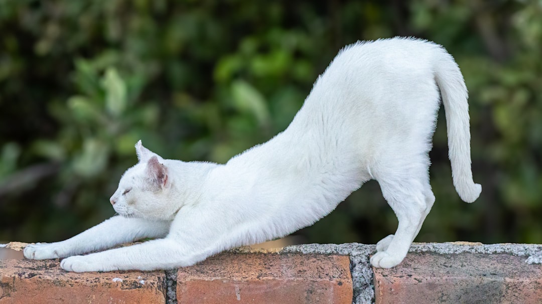 Tail Positioning Cat