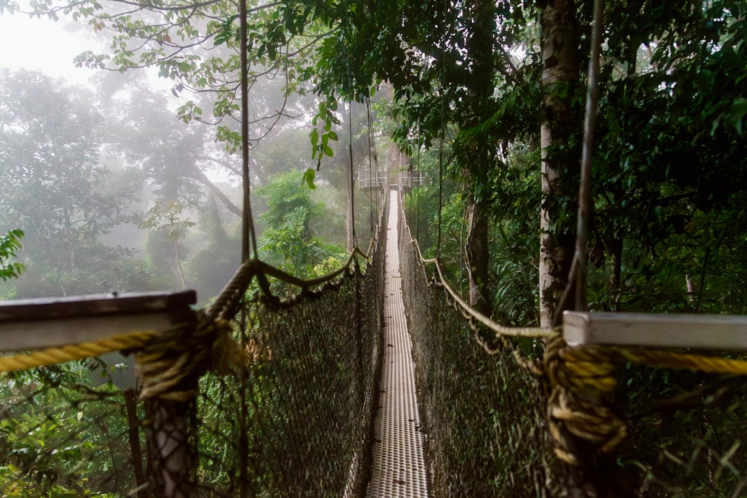 Canopy Bridge 