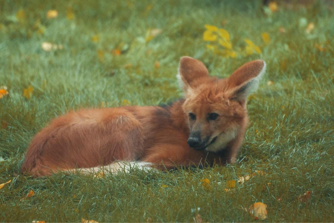 Maned Wolf Animal