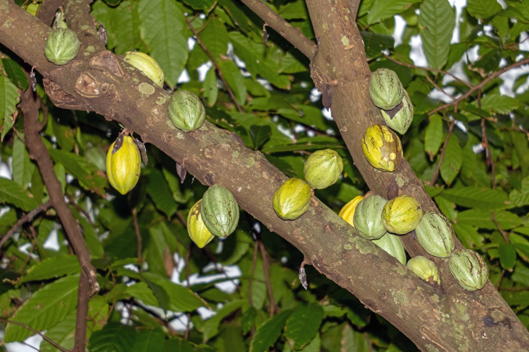 Nut-Bearing Trees Yard