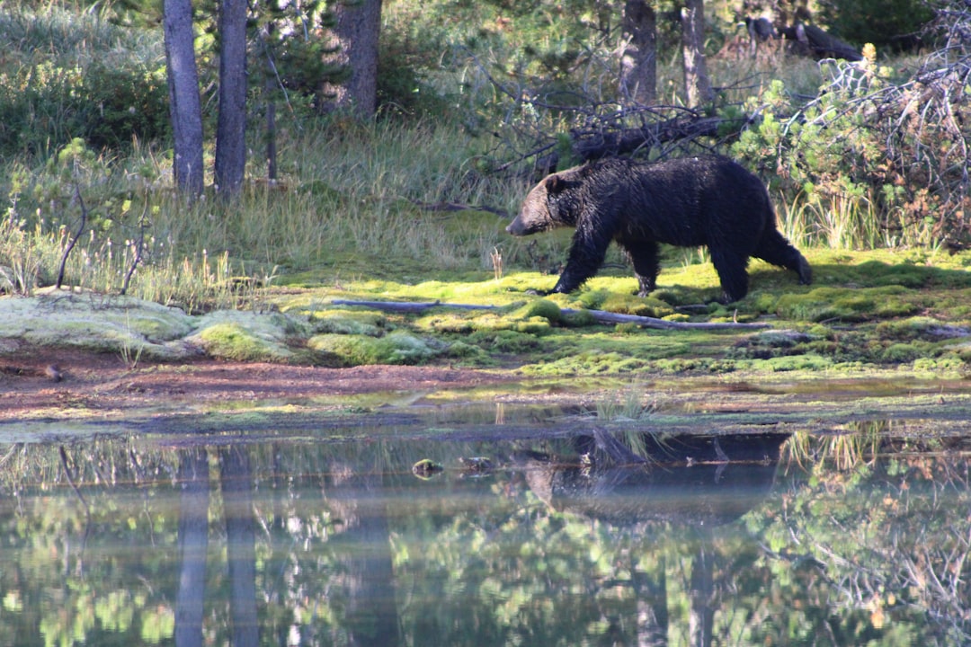 American Black Bear Animal