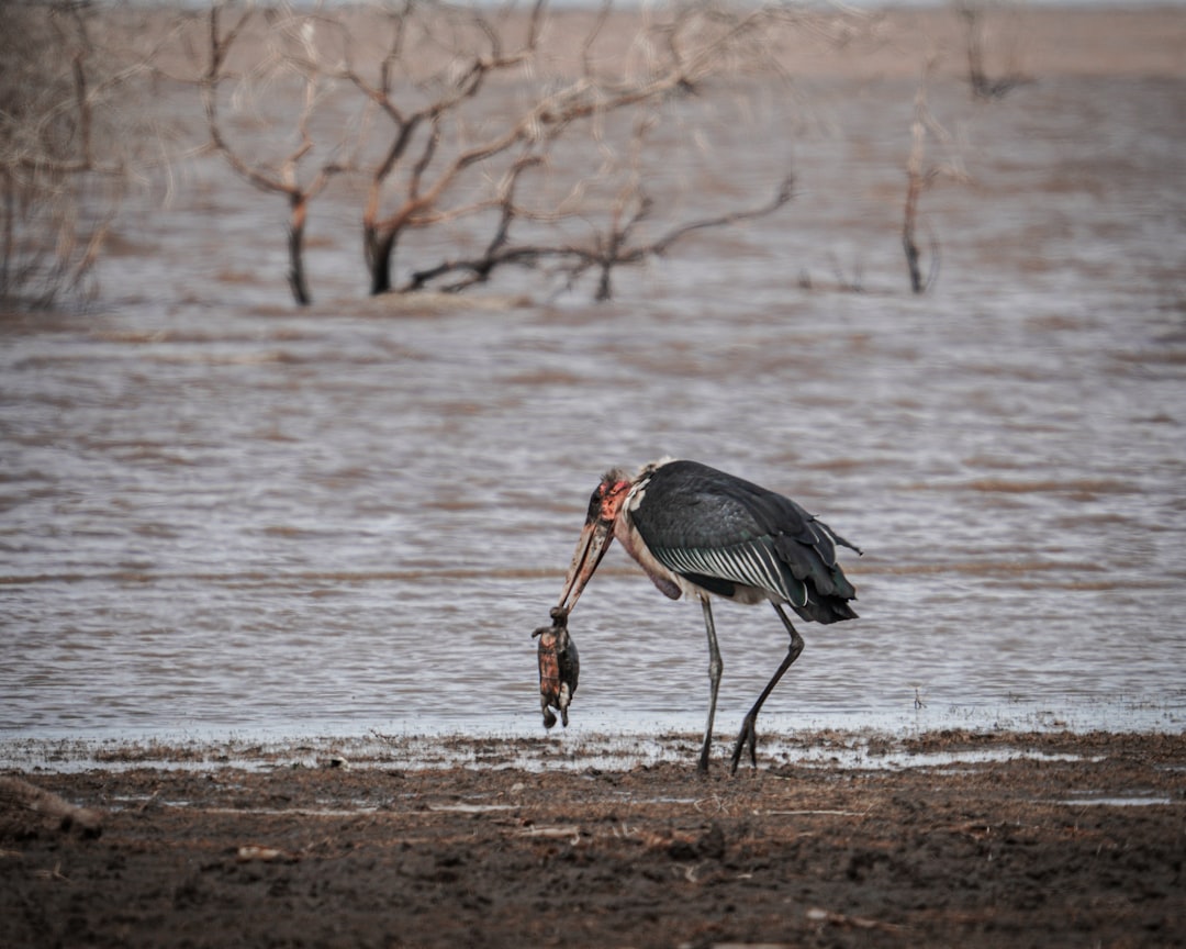 Marabou Stork Animal