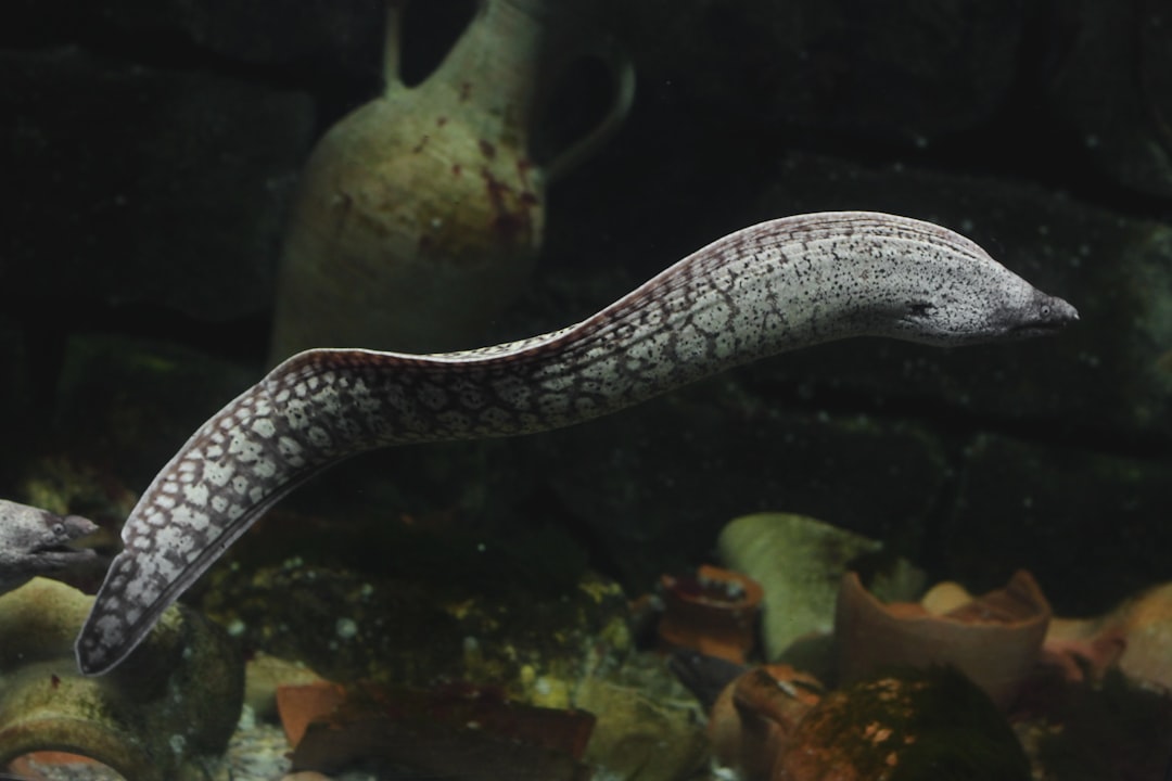 Electric Eel Animal