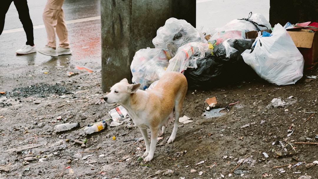 Garbage Raiding Dog