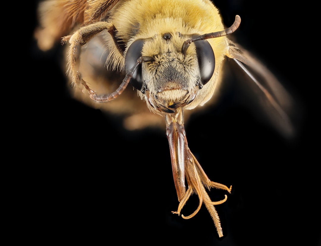 Africanized Honey Bee