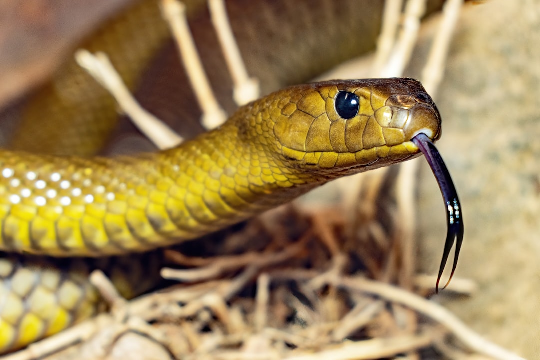 Inland Taipan