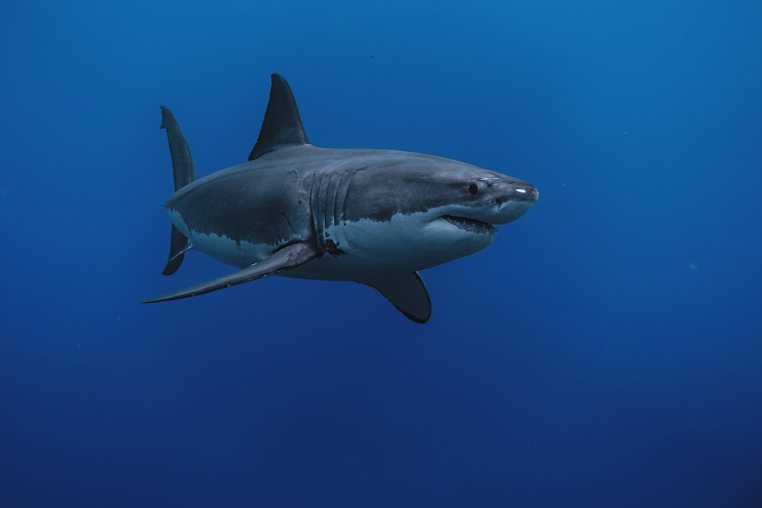 Great White Shark