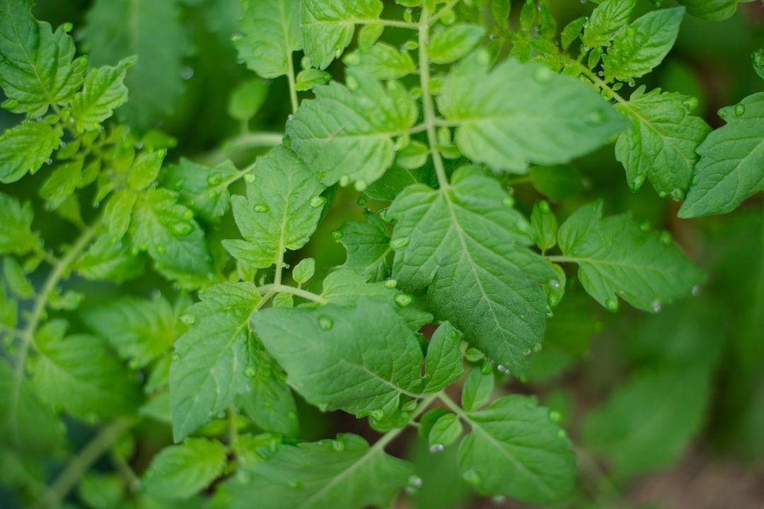 Tomato Leaves