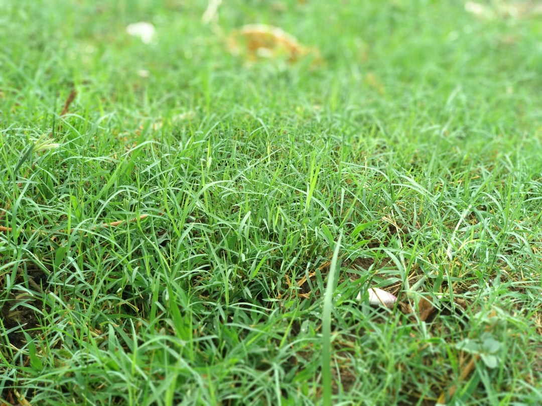Incorrect Seeding Lawn