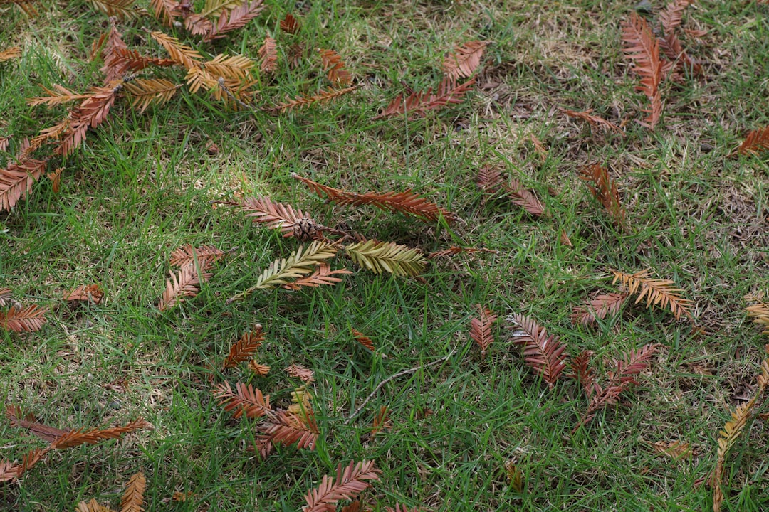 Seasonal Neglect Lawn