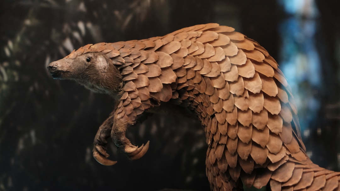Pangolin Animal