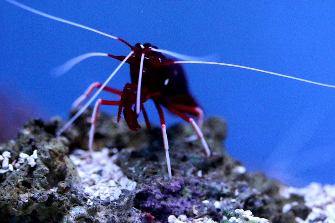 Pistol Shrimp Animal