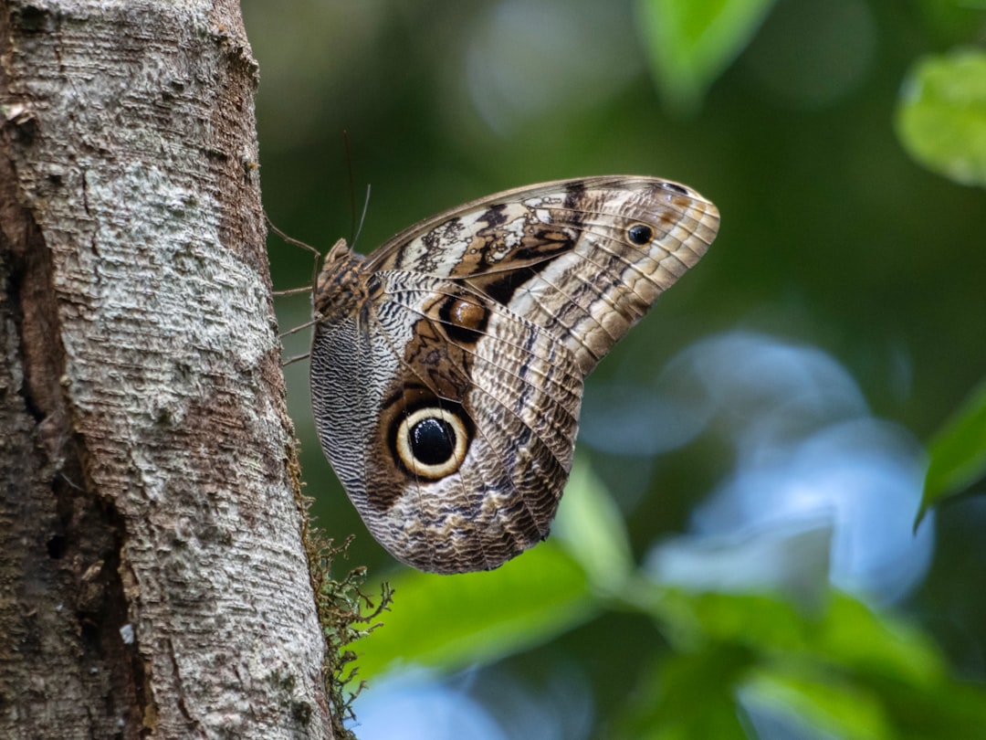 Owl Butterfly Animal