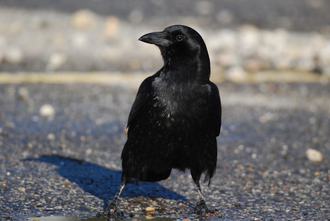 American Crow Bird
