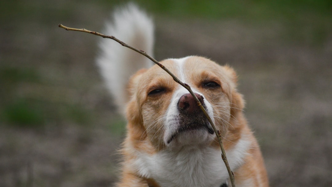 Mental Stimulation Dog