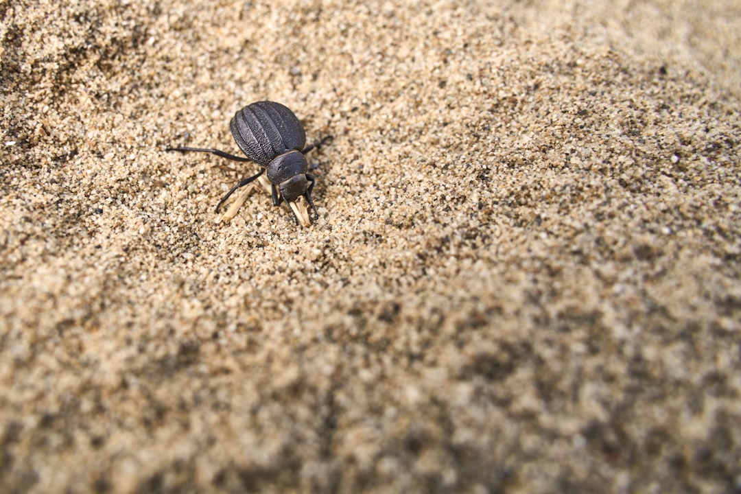 Ground Beetle Pest
