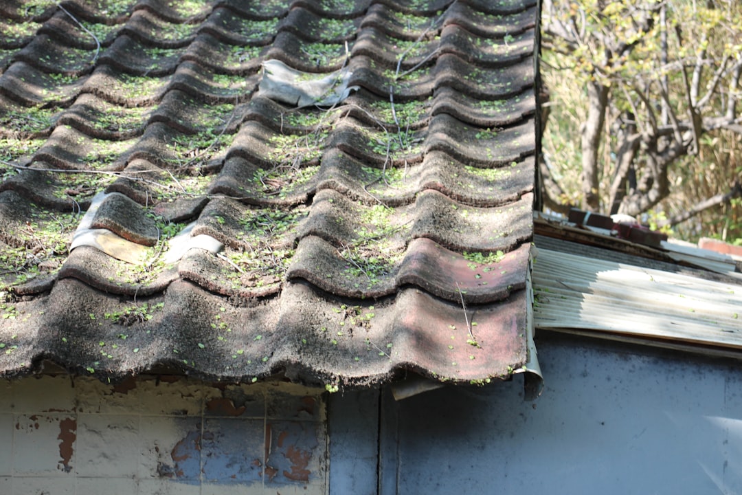 Damaged Roof Shingles