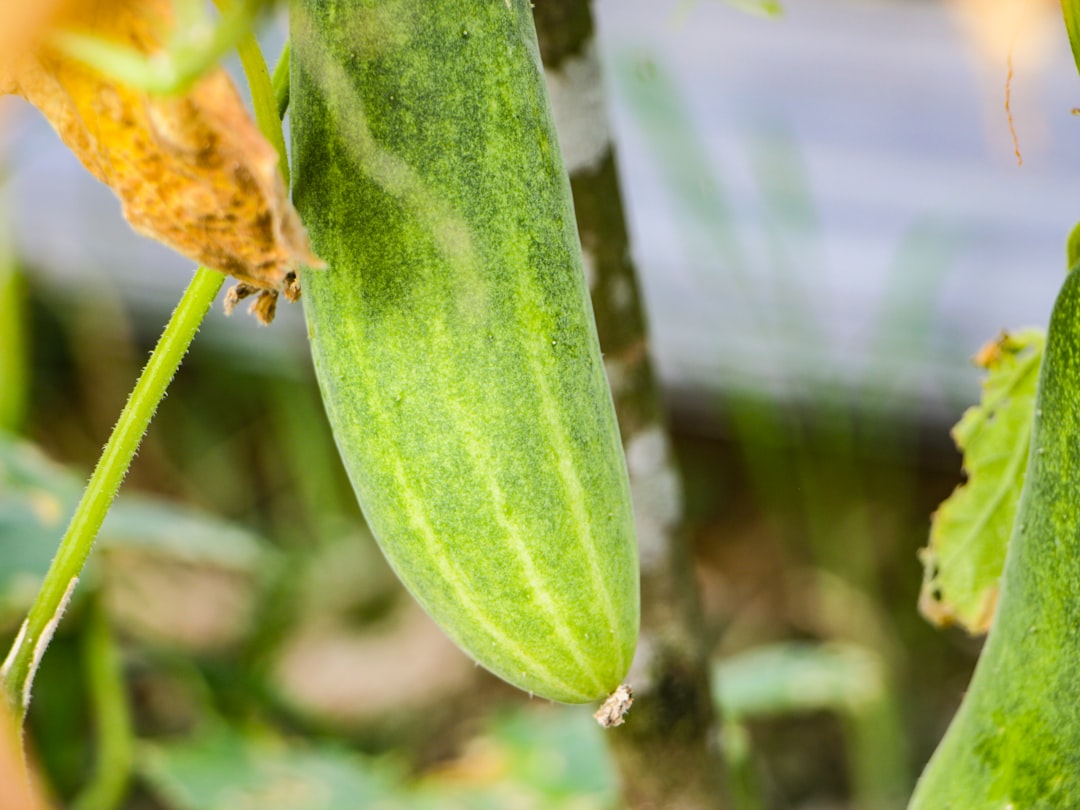 Cucumbers Plant