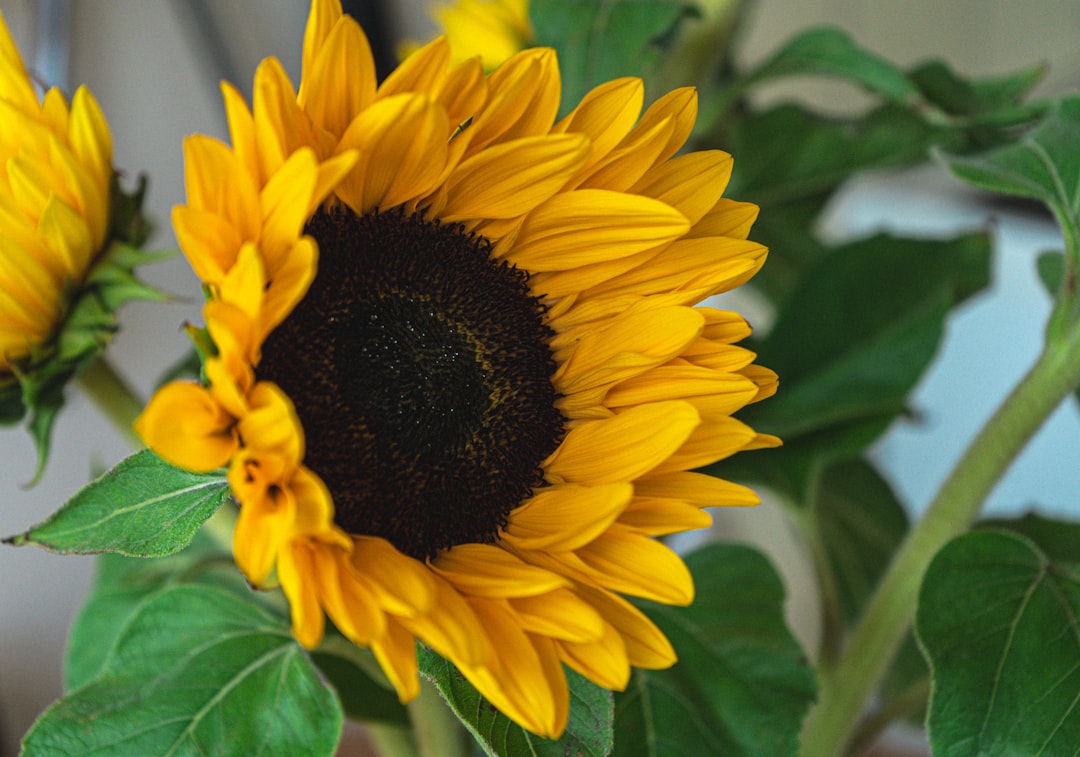 Sunflowers Plant