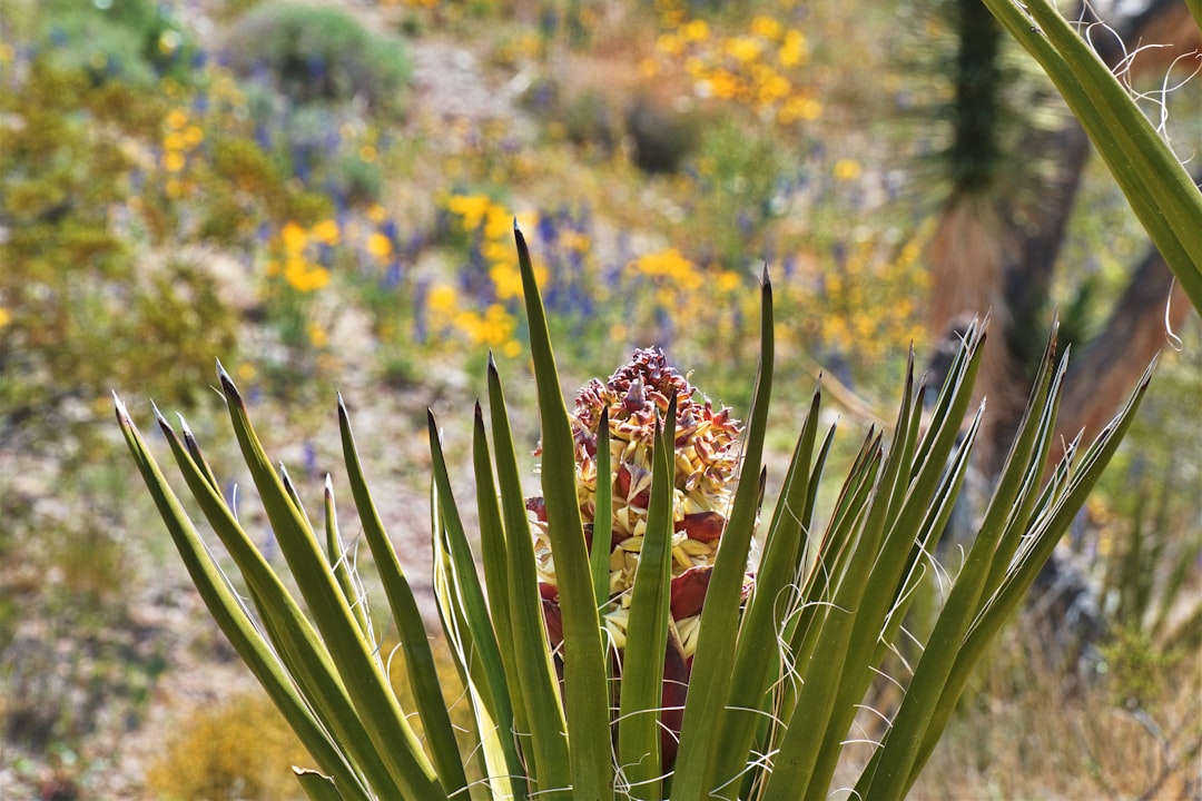 Yucca Plant