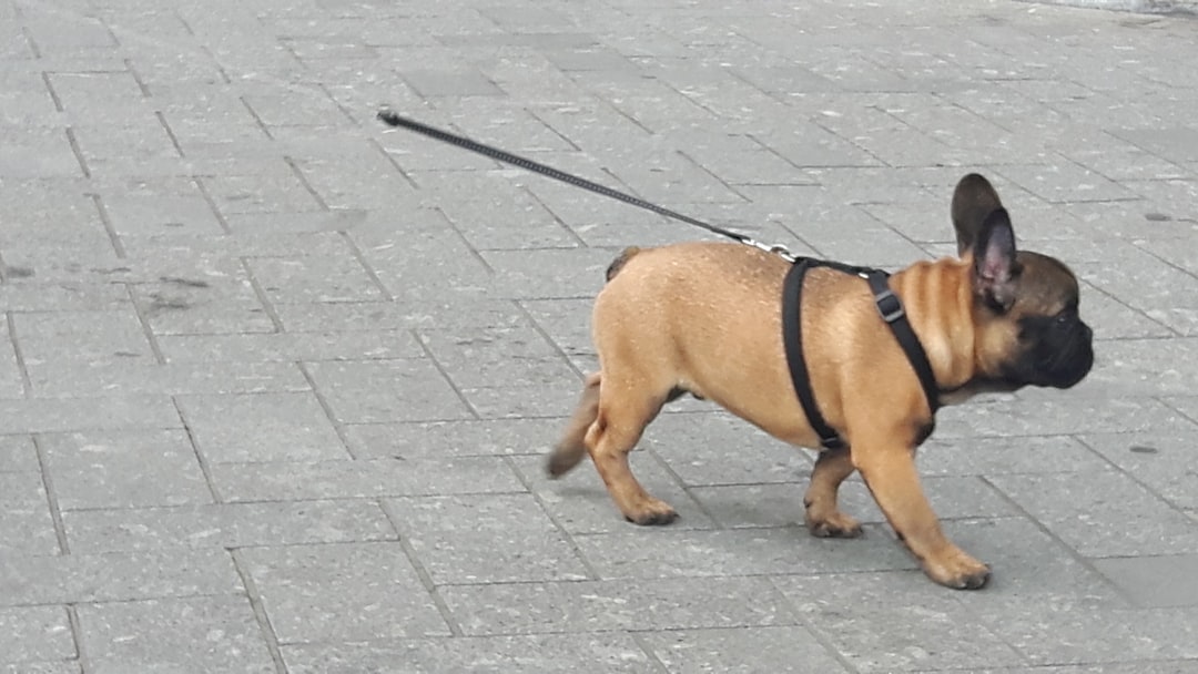 Leash Length Dog