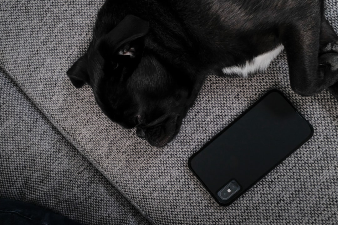 Phone Distraction Dog