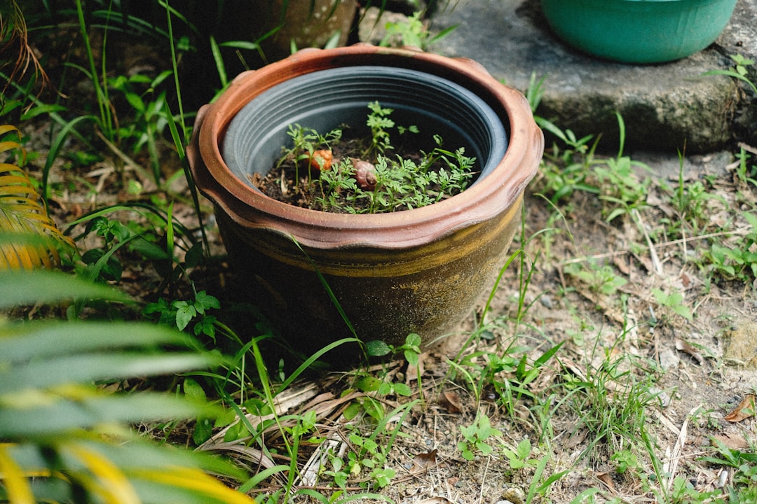Pot Without Drainage