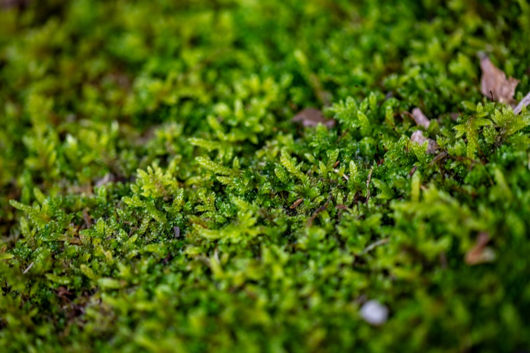 Moss Carpets Garden+plants