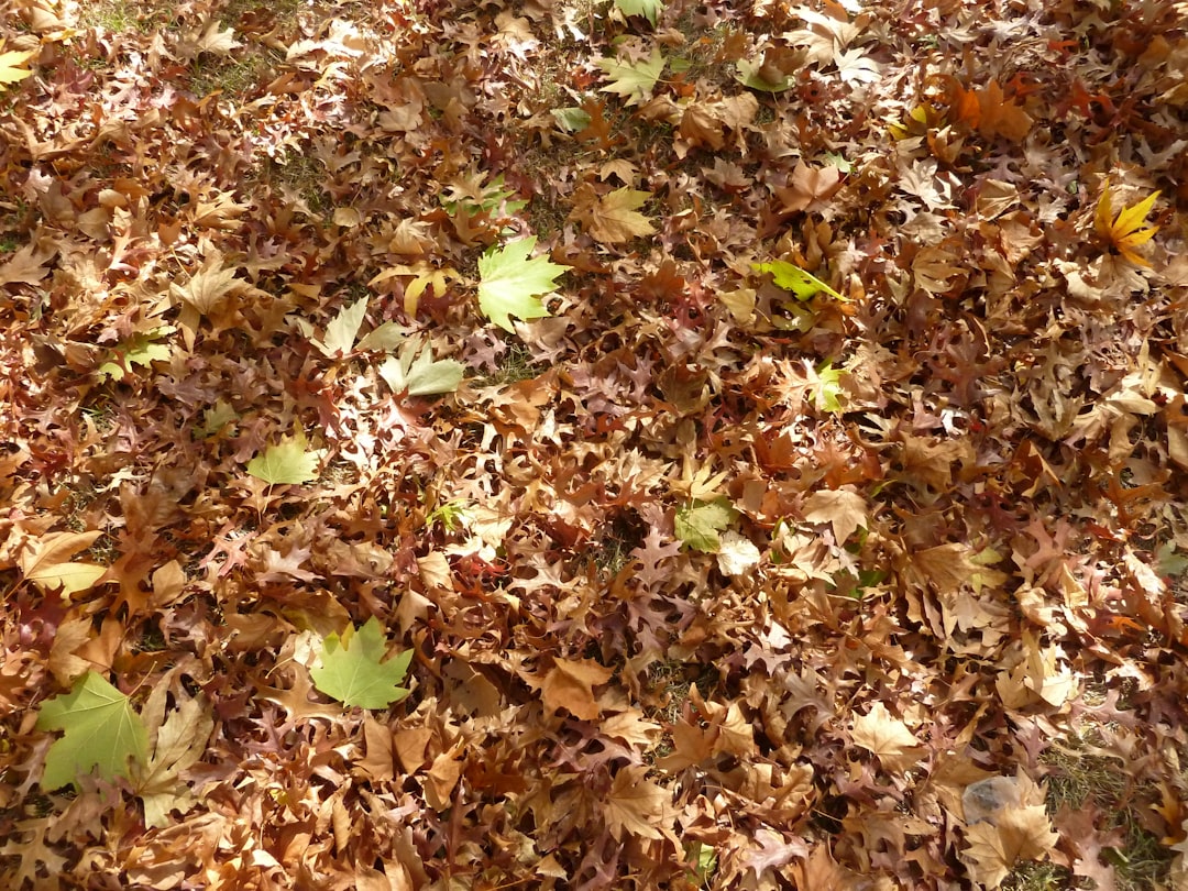 Uncleared Leaf Accumulation