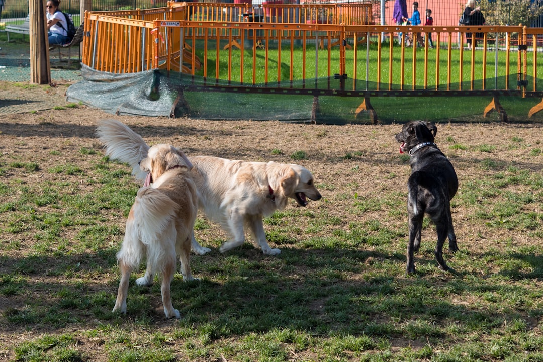 Off-Leash Dogs In Park