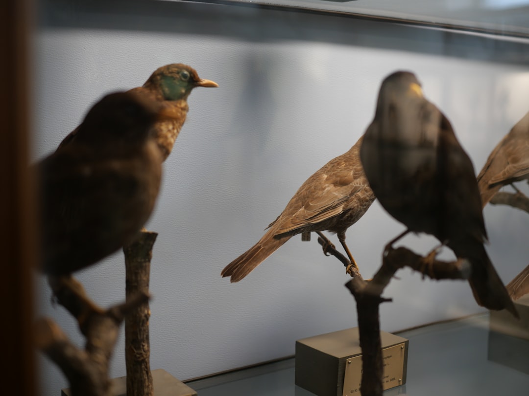 Taxidermy Displays