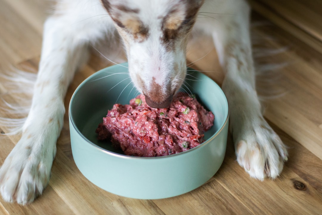 Dog Food Preparation