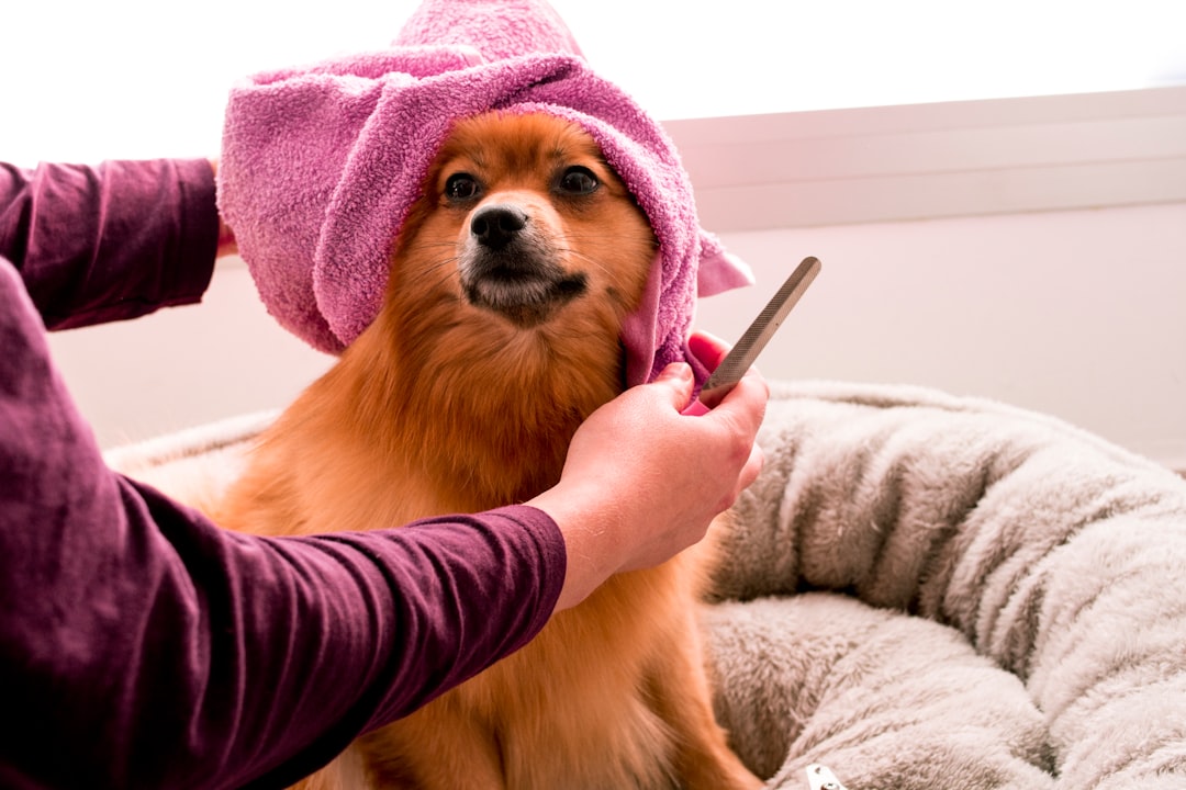 Unsafe Pet Treatments