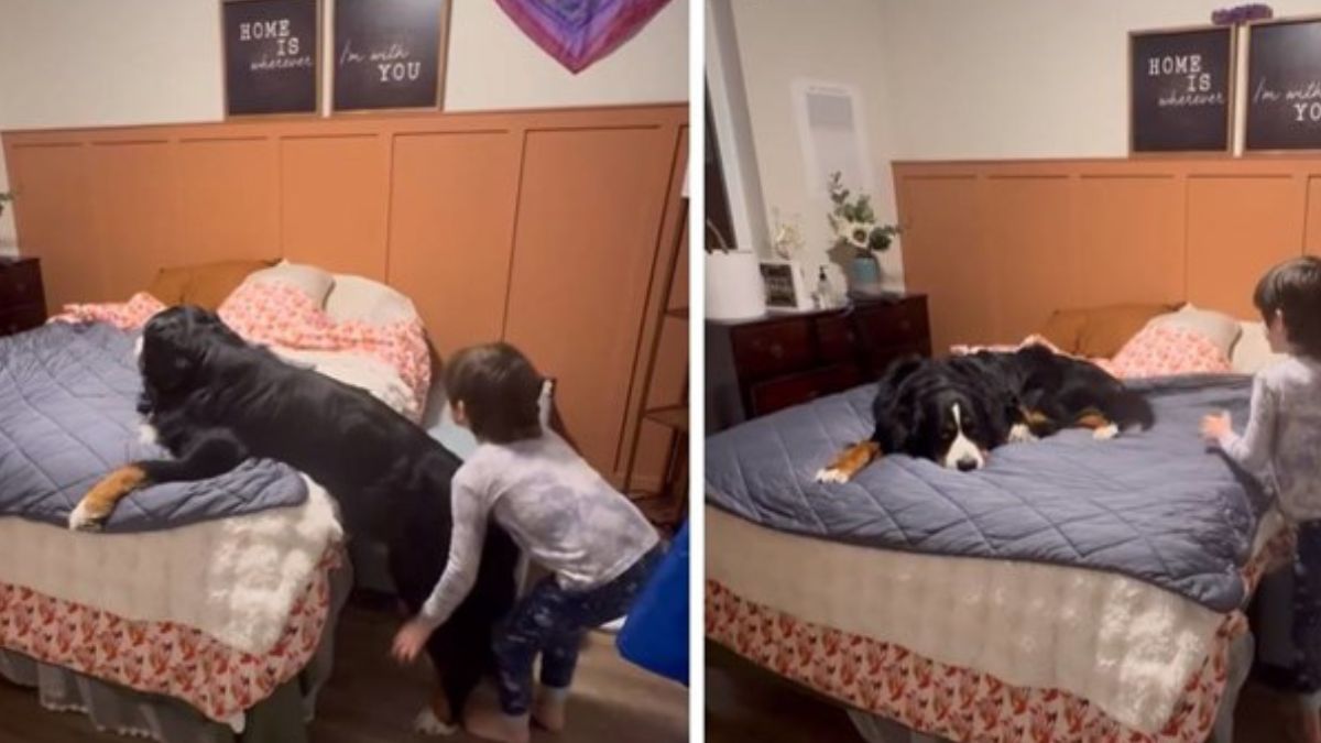 This Dog Pretended He Couldn’t Climb Into Bed Just So a Little Boy Would Help Him