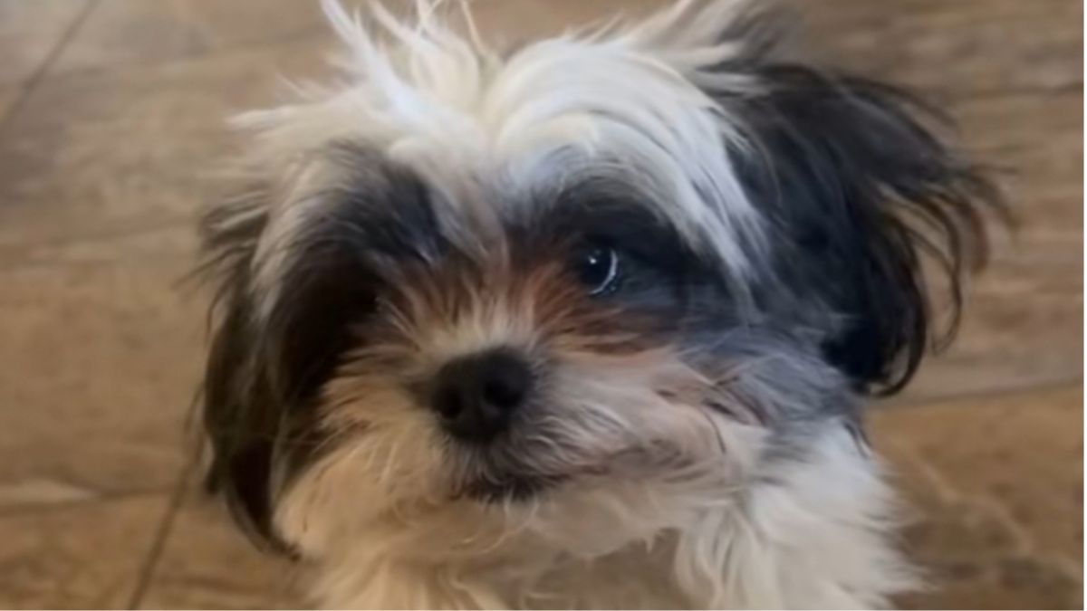 The Dog Who Only Understands Spanish Has Won Over the Entire Internet