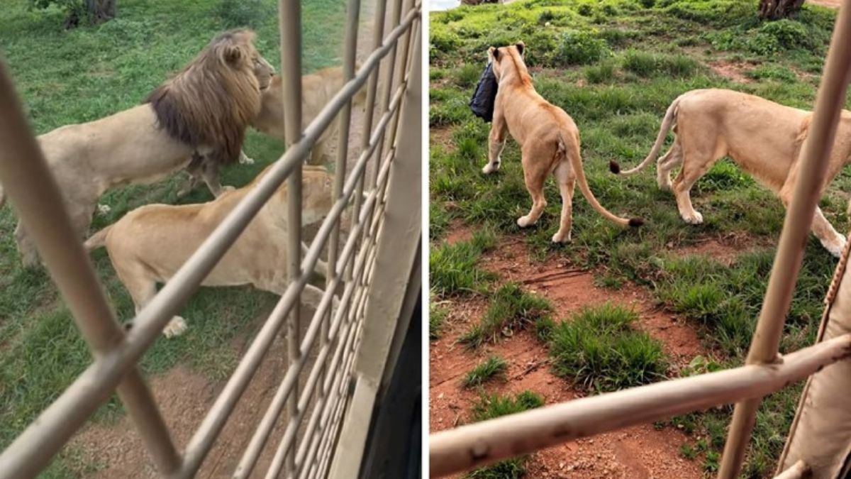 A Lioness Snatched a Woman’s Jacket on a Safari: “Girl, Are You for Real?”