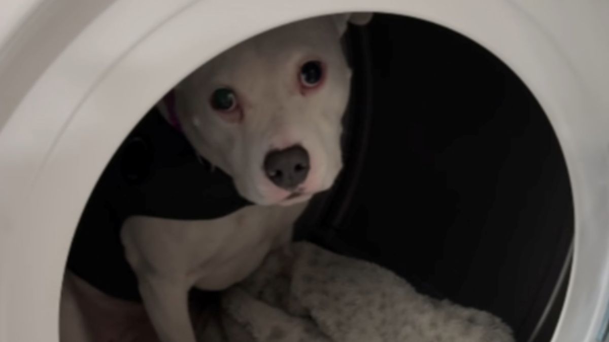 Frightened Pit Bull Who Hides in the Clothes Dryer During Thunderstorms Has Won the Internet