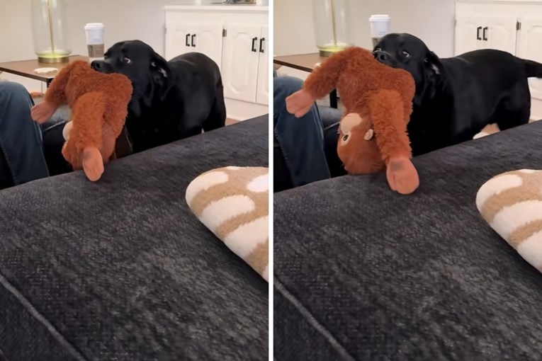 Heartwarming Gesture: Labrador Gifts His Favorite Toy to the Baby