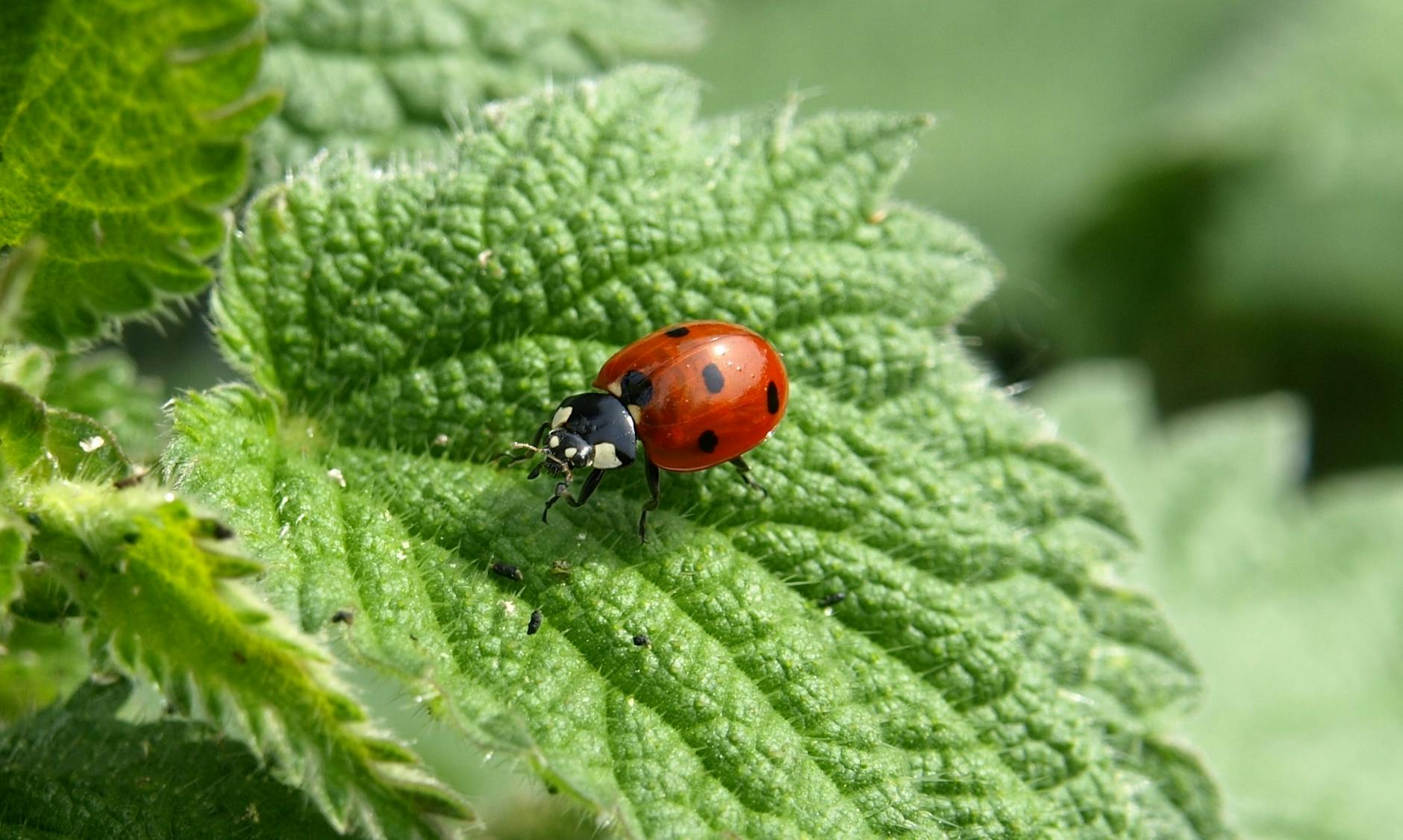 Ladybug Animal