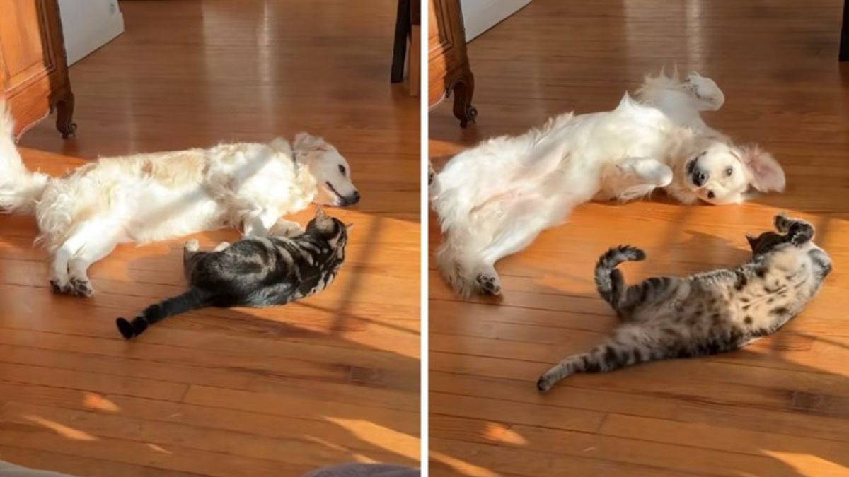 A Dog and a Cat Pulled Off a Perfectly Synchronized Roll and the Internet Is Obsessed