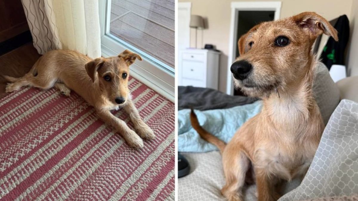 Woman Thought She Adopted a Terrier and Then Got the DNA Test Results