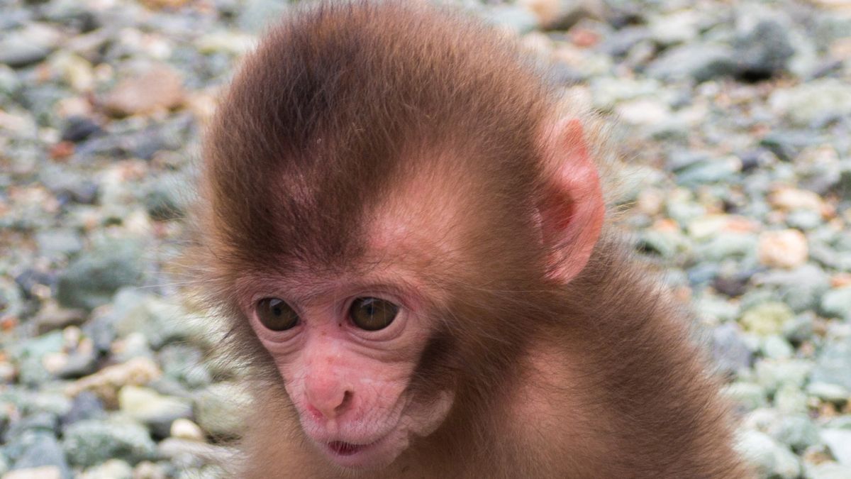 Have You Noticed What Happens When You Type “Punch the Monkey” into Google?