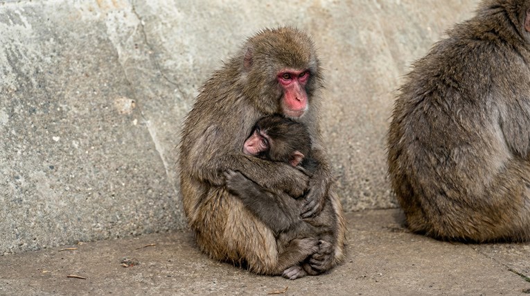 An Adult Monkey Did What Everyone Wishes For and Gave Punch a Big Hug