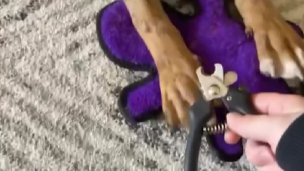 Woman Attempts to Trim Her Dogs Nails and Captures an Adorably Funny Reaction