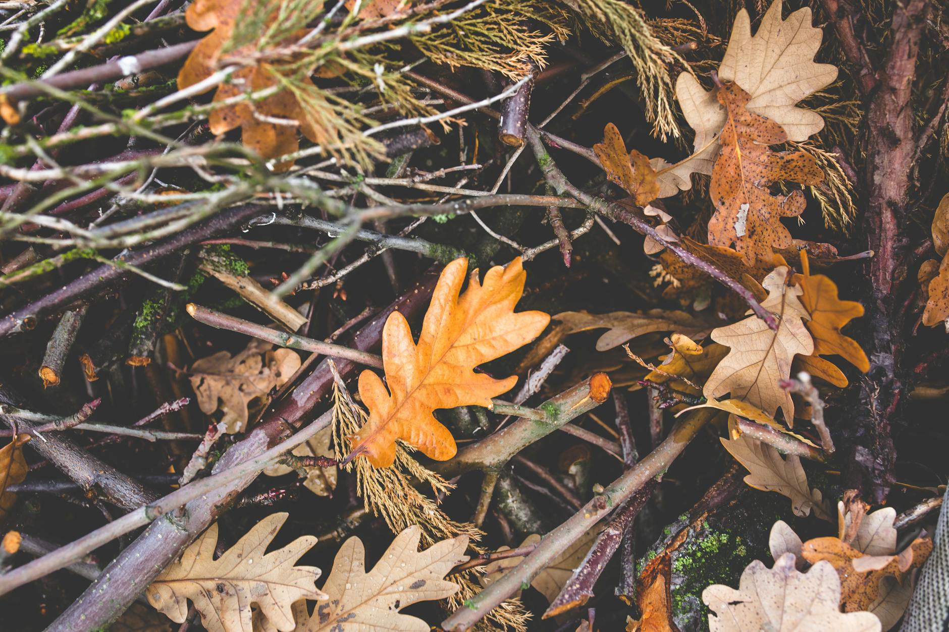 branches on ground