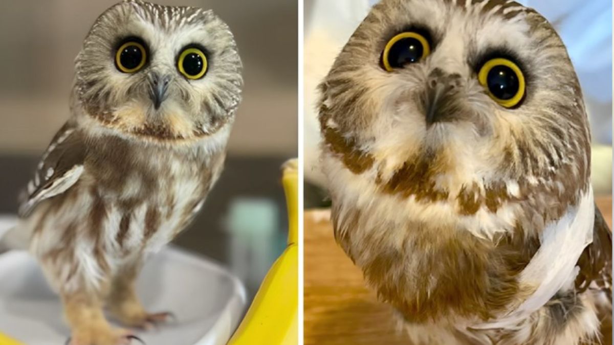 Tiny Northern Saw-Whet Owl Rescued in Massachusetts Becomes an Internet Sensation