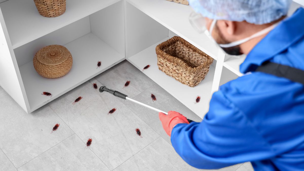 Ways You Are Accidentally Making Your Home a Target for Pests